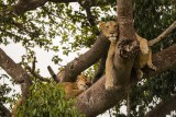 Uganda: Safari Twinga