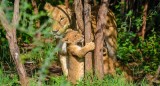 Uganda: Safari Kiboko