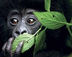 Extensión a Uganda: Gorilas de montaña